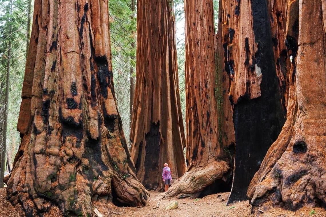 Admirando la enormidad de los árboles sequoia, en Estados Unidos
