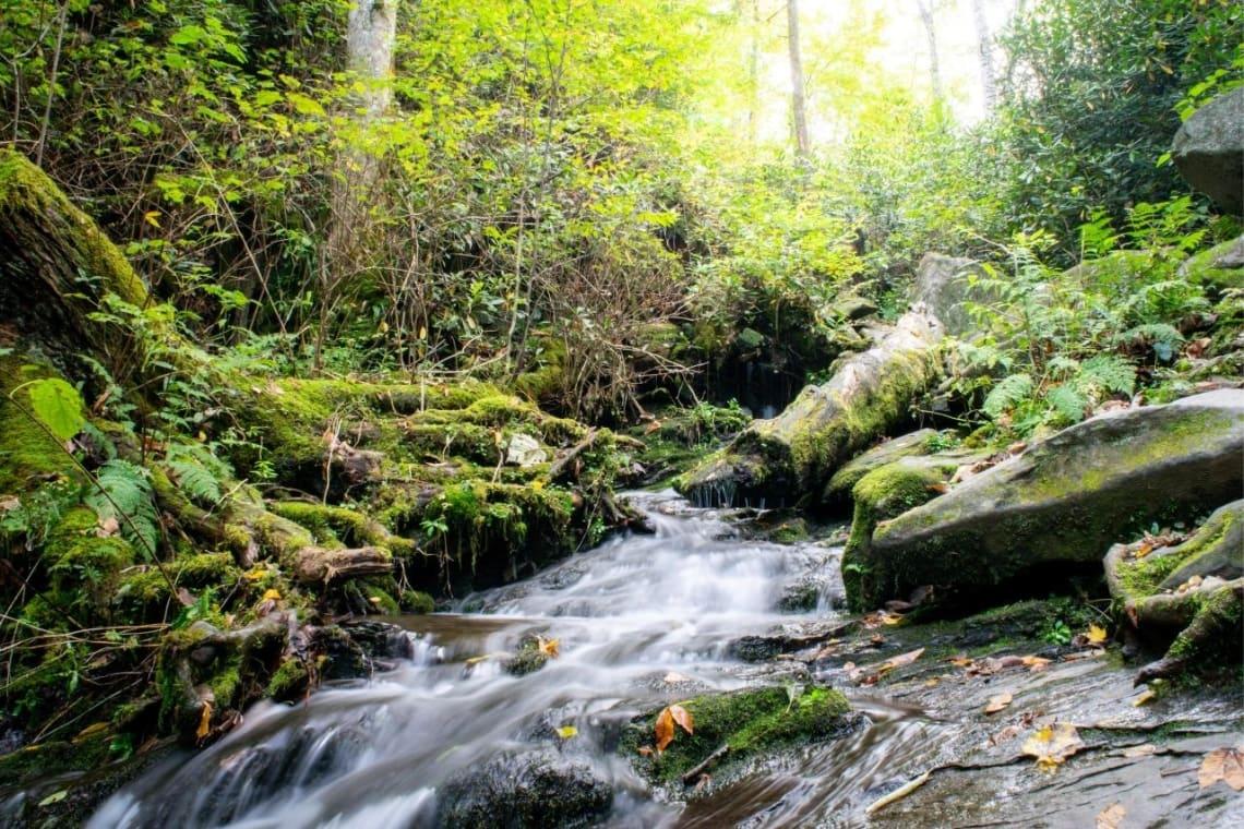 Bosque del Parque Great Smokey Mountains, Estados Unidos