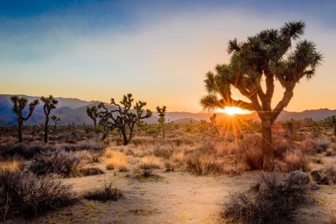 Atardecer en el Parque Nacional Joshua Tree, Estados Unidos