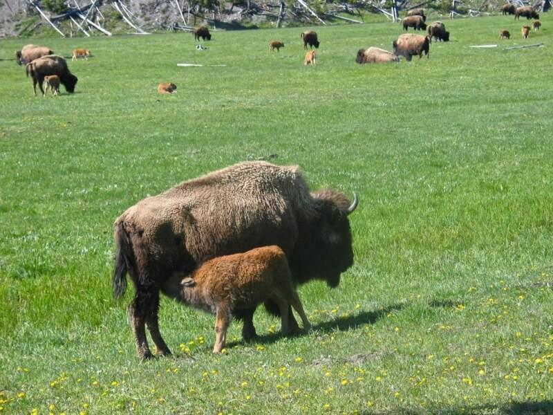 Bisons des plaines 